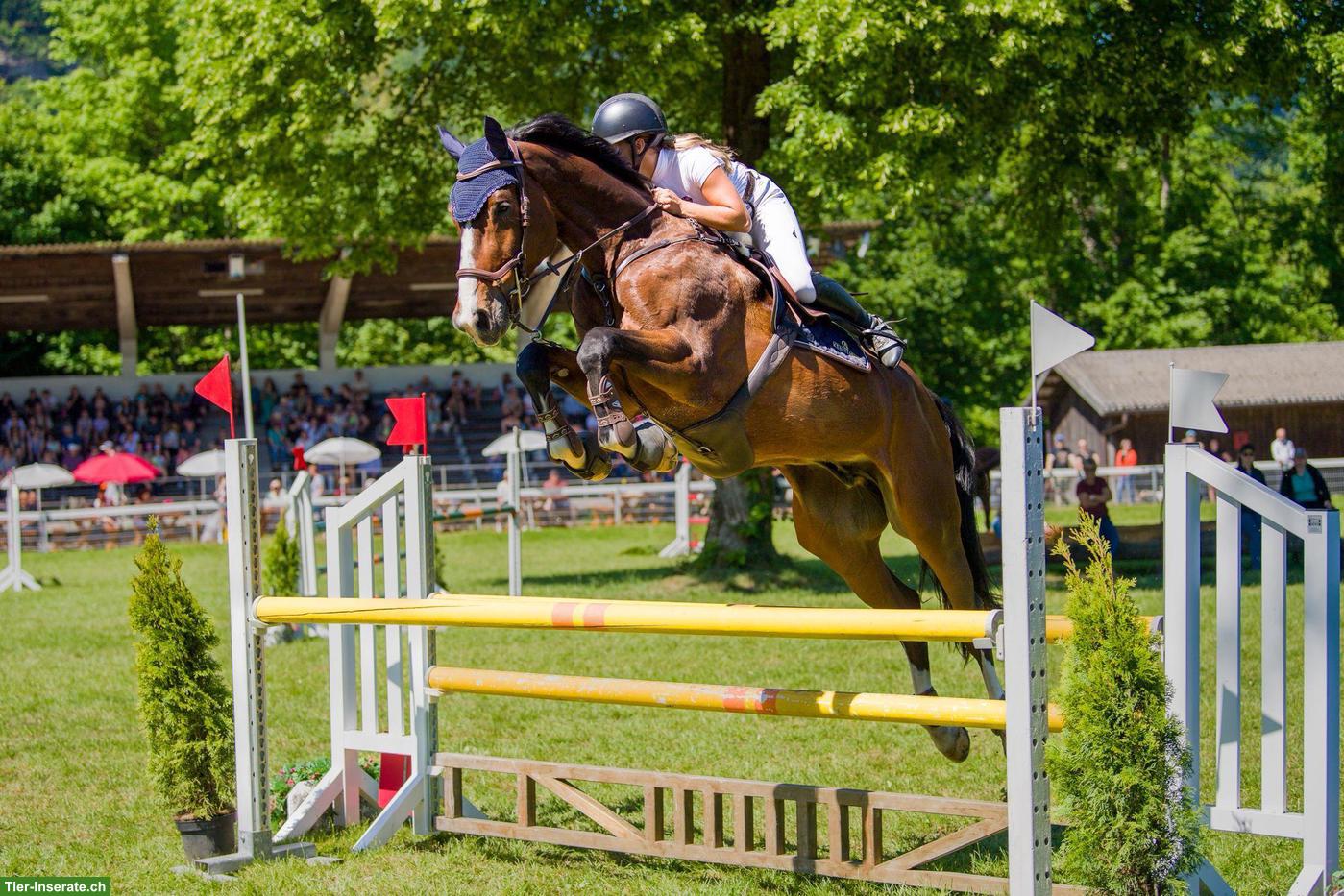 Bild 2: Reitbeteiligung für Springpferd in 8474 Dinhard ZH