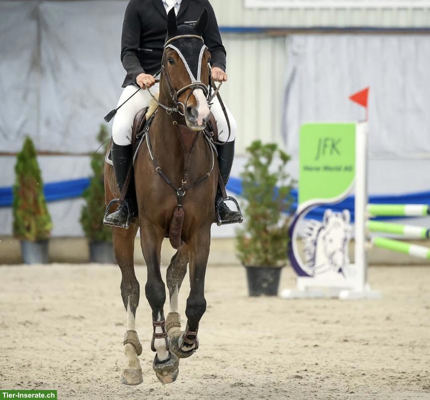 Bild 3: Reitbeteiligung für Springpferd in 8474 Dinhard ZH