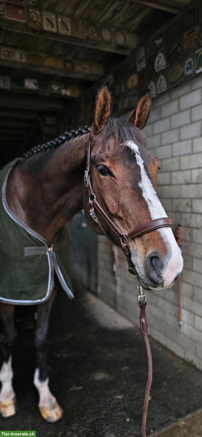 Bild 4: Reitbeteiligung für Springpferd in 8474 Dinhard ZH