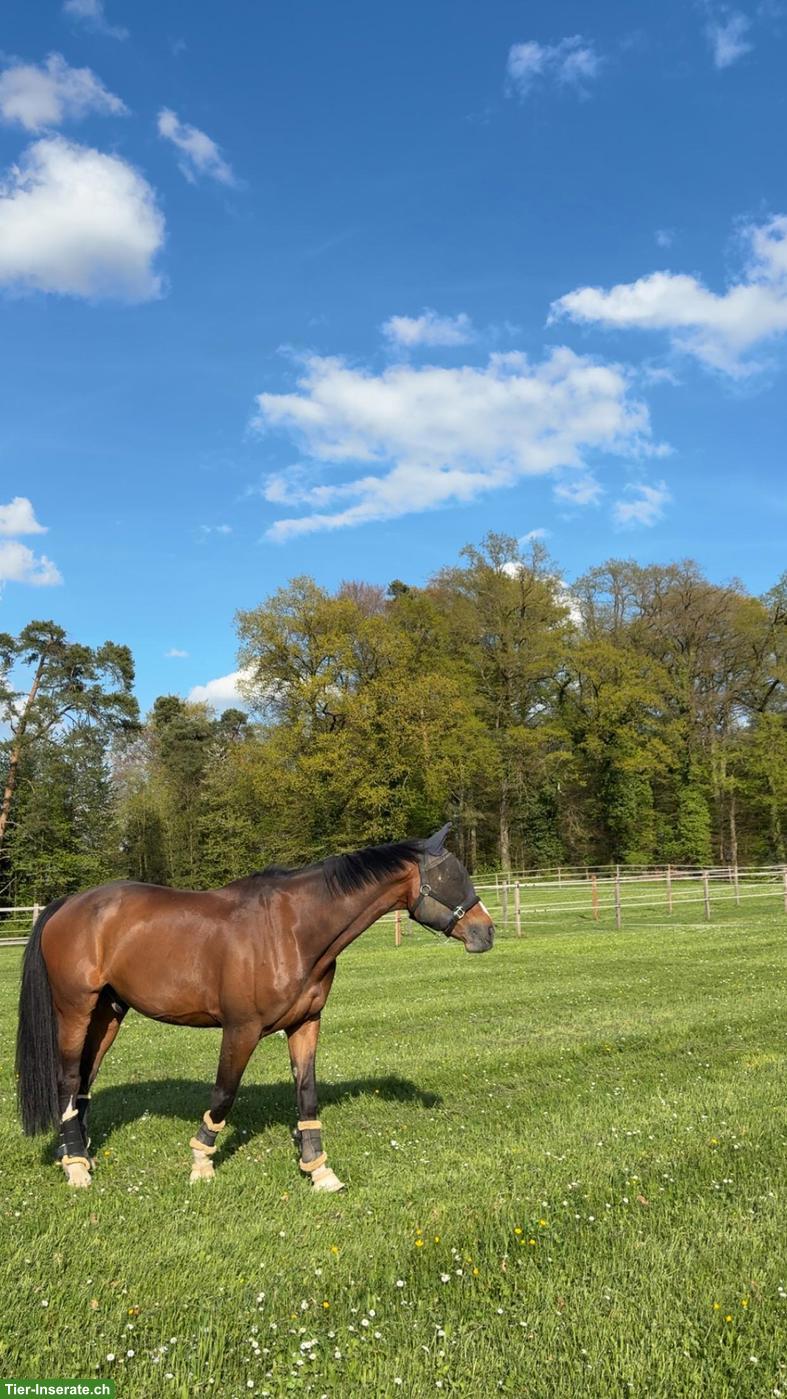 Bild 5: Reitbeteiligung für Springpferd in 8474 Dinhard ZH