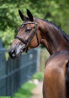 Ausgezeichnetes Springpferd, insbesondere für junge Reiter