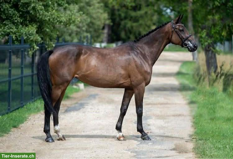 Bild 2: Ausgezeichnetes Springpferd, insbesondere für junge Reiter
