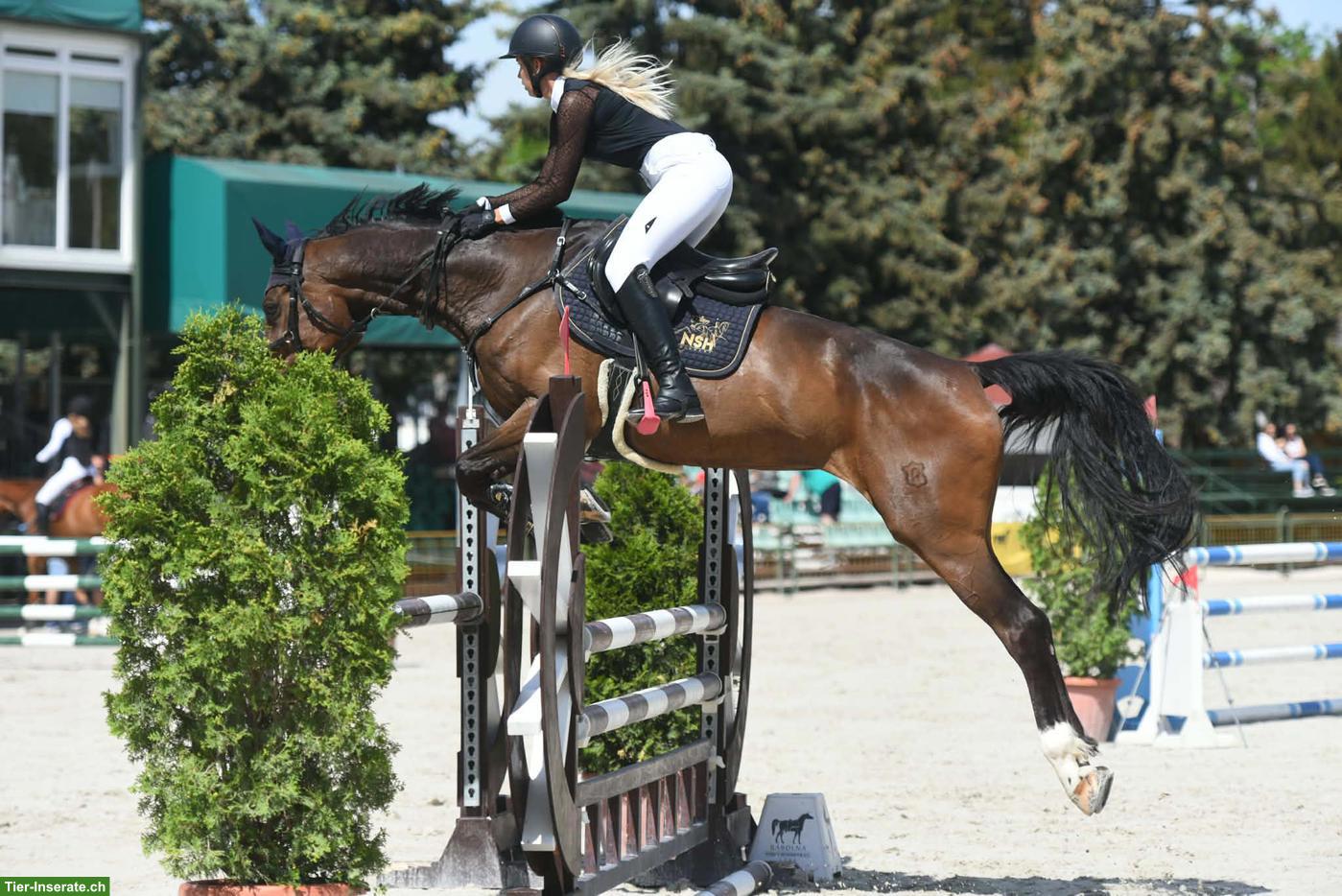 Bild 3: Ausgezeichnetes Springpferd, insbesondere für junge Reiter