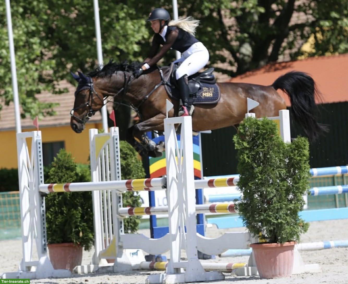 Bild 4: Ausgezeichnetes Springpferd, insbesondere für junge Reiter