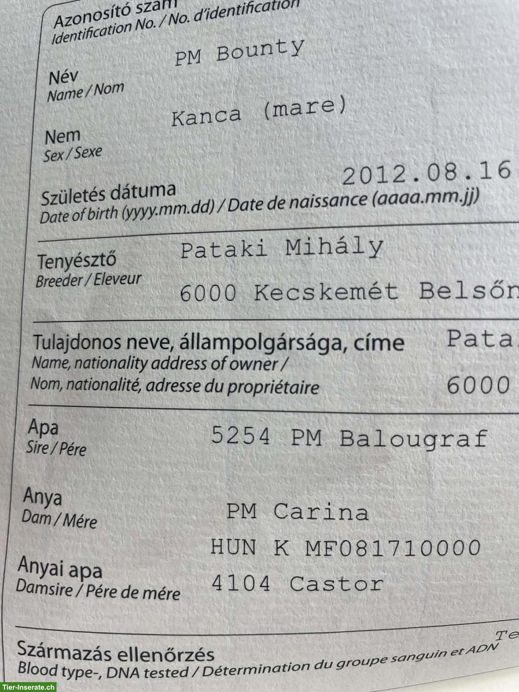 Bild 5: Ausgezeichnetes Springpferd, insbesondere für junge Reiter