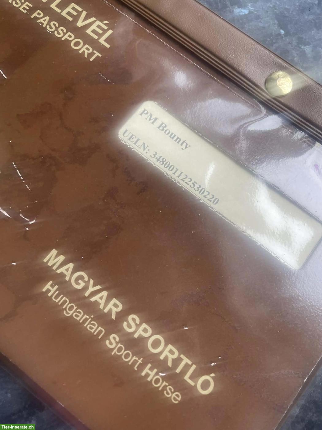 Bild 6: Ausgezeichnetes Springpferd, insbesondere für junge Reiter