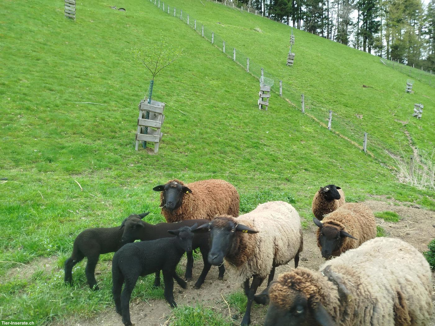 Braue Schafe (Auen) zu verkaufen