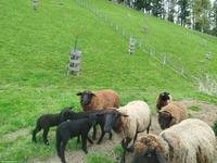 Braue Schafe (Auen) zu verkaufen