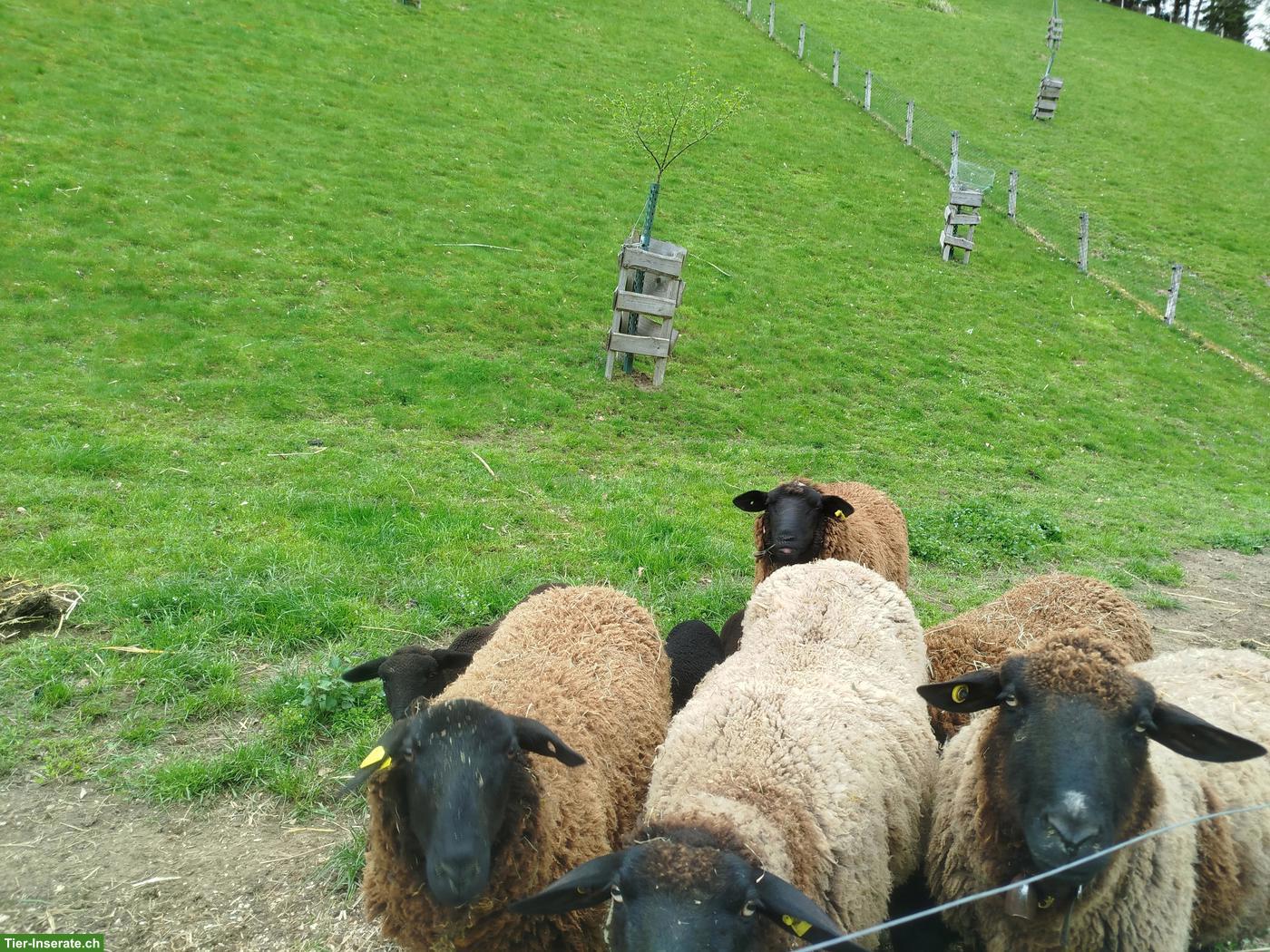 Bild 2: Braue Schafe (Auen) zu verkaufen