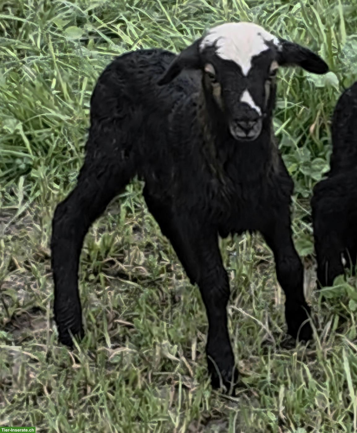 Junger Krainer Steinschaf-Bock