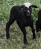 Junger Krainer Steinschaf-Bock