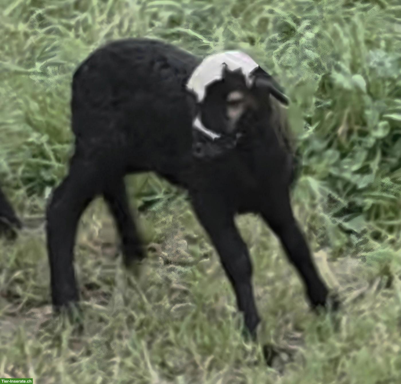 Bild 2: Junger Krainer Steinschaf-Bock