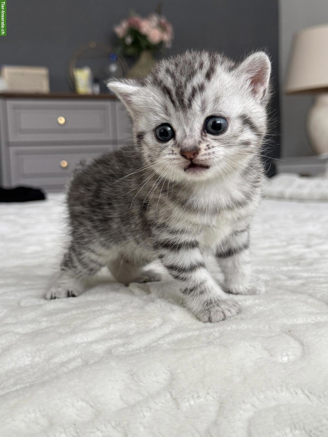 Baby Katze weiblich, Silver Tabby sucht Zuhause