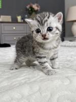 Baby Katze weiblich, Silver Tabby sucht Zuhause