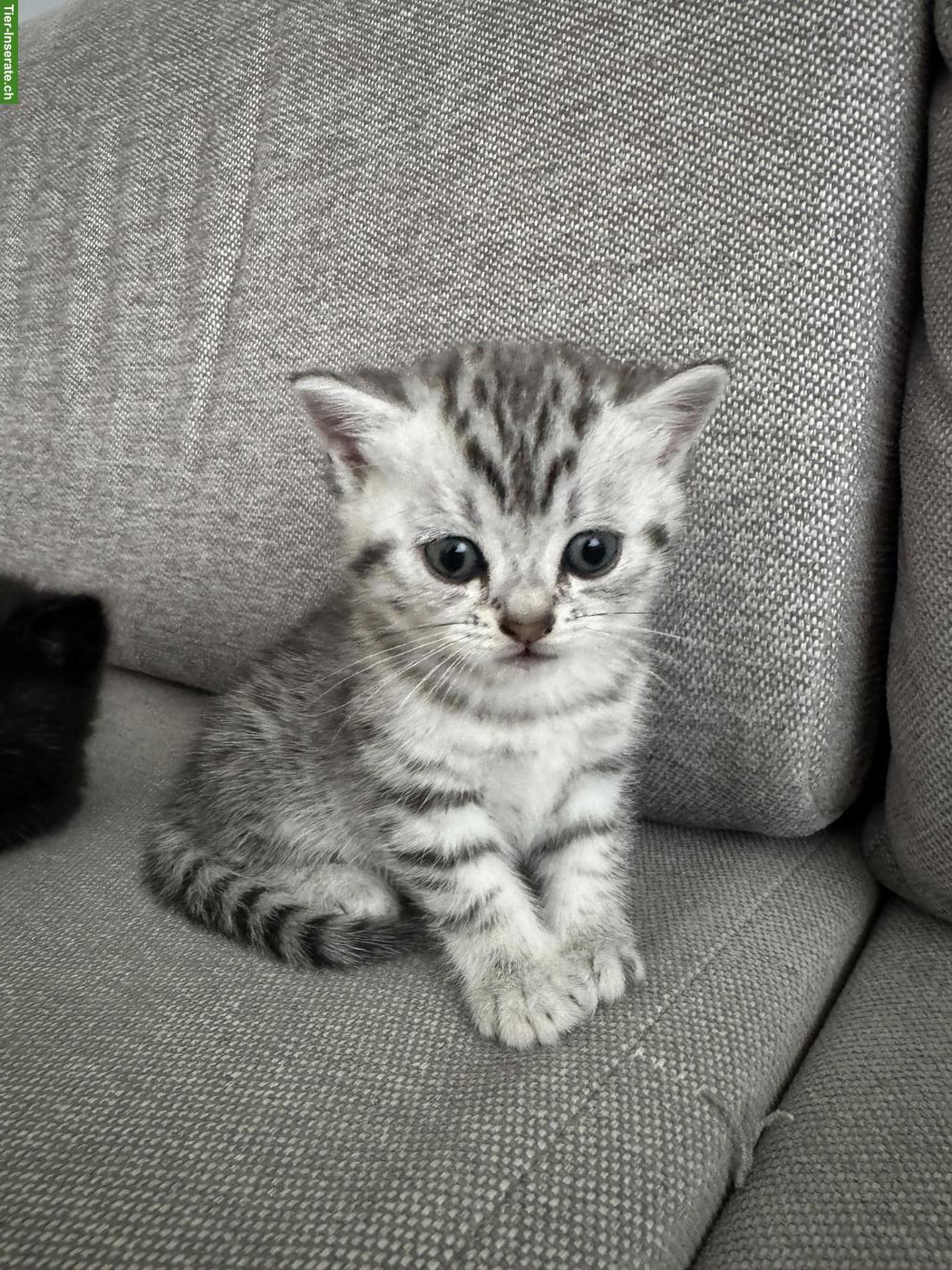 Bild 2: Baby Katze weiblich, Silver Tabby sucht Zuhause