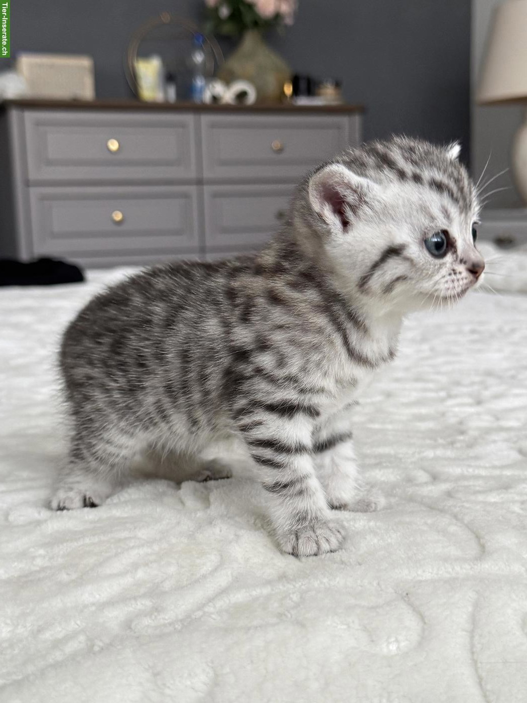 Bild 3: Baby Katze weiblich, Silver Tabby sucht Zuhause