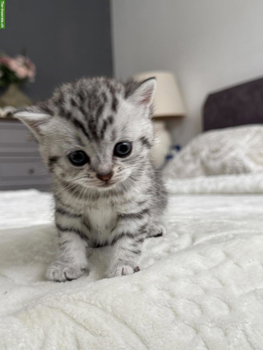 Bild 4: Baby Katze weiblich, Silver Tabby sucht Zuhause