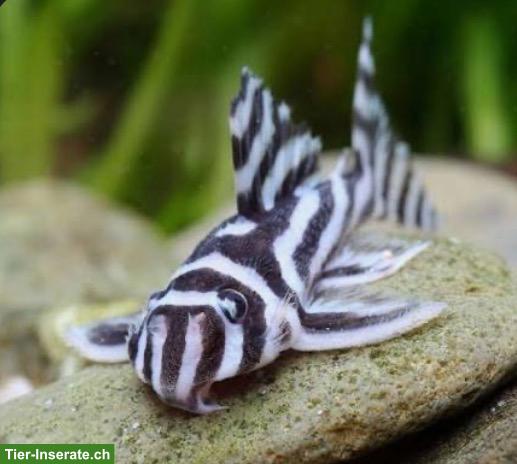 💖Zebra-Harnischwelse L46💖 zu verkaufen