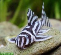 💖Zebra-Harnischwelse L46💖 zu verkaufen