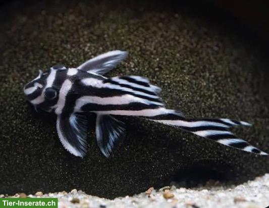 Bild 2: 💖Zebra-Harnischwelse L46💖 zu verkaufen