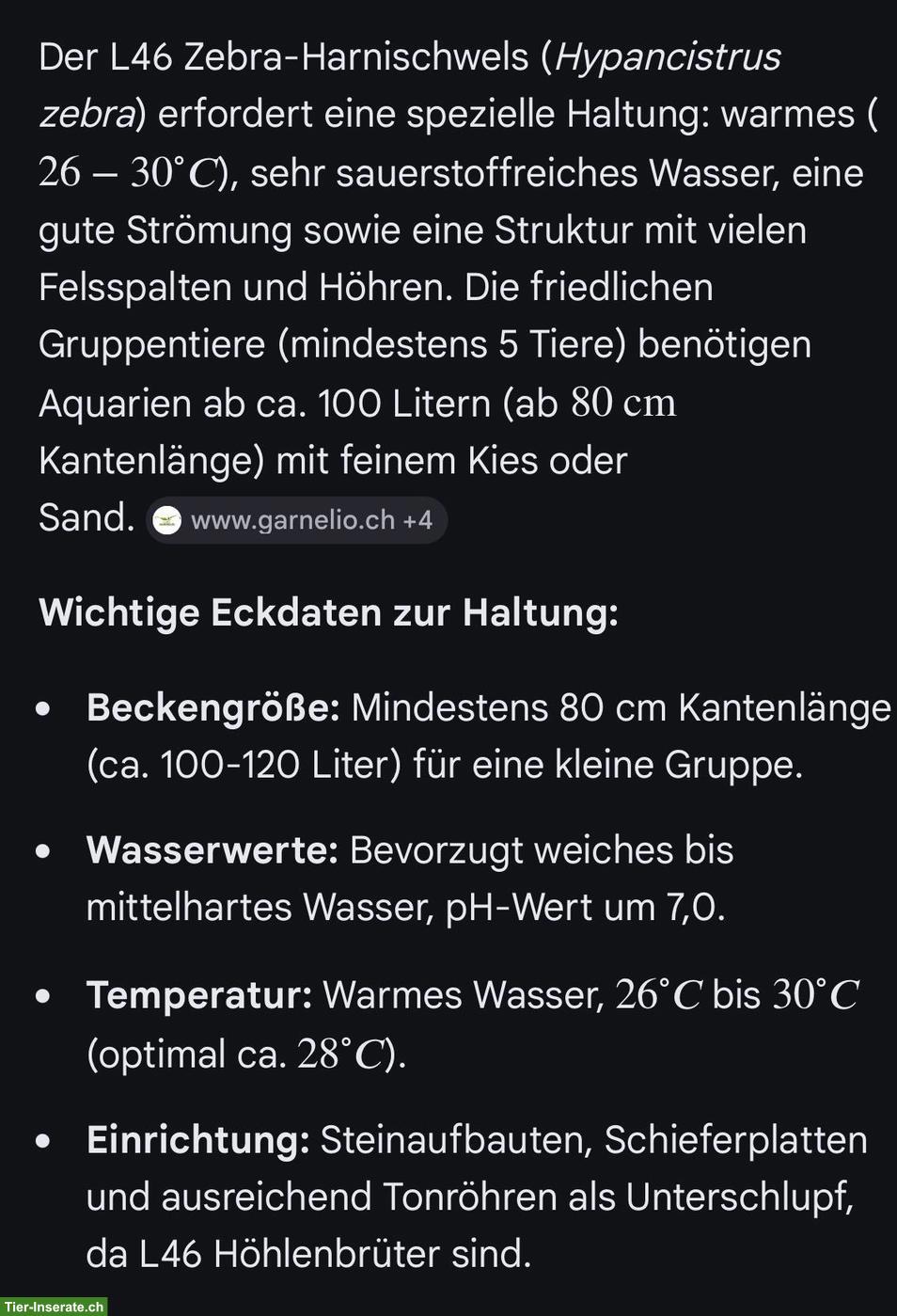 Bild 3: 💖Zebra-Harnischwelse L46💖 zu verkaufen
