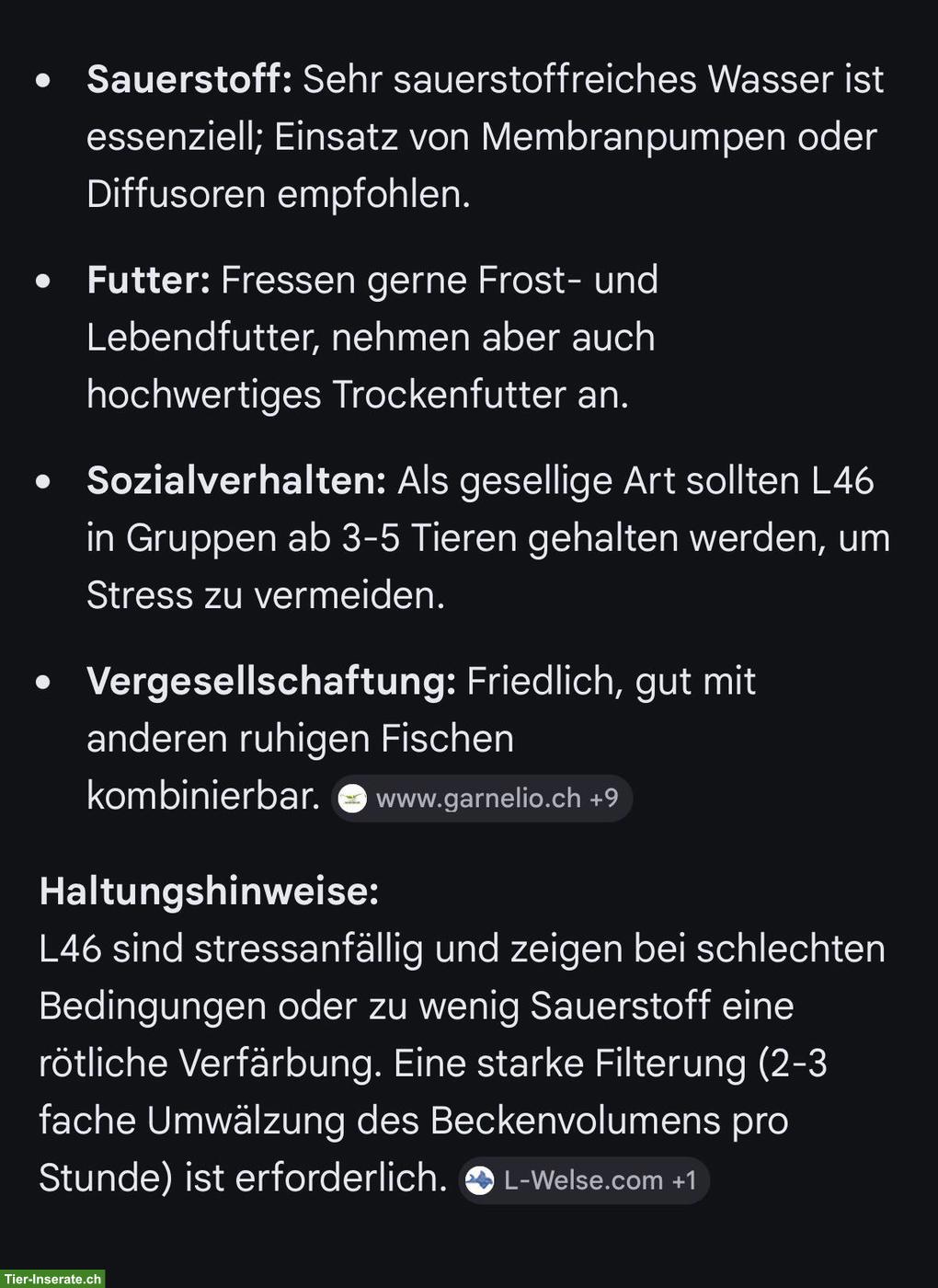 Bild 4: 💖Zebra-Harnischwelse L46💖 zu verkaufen