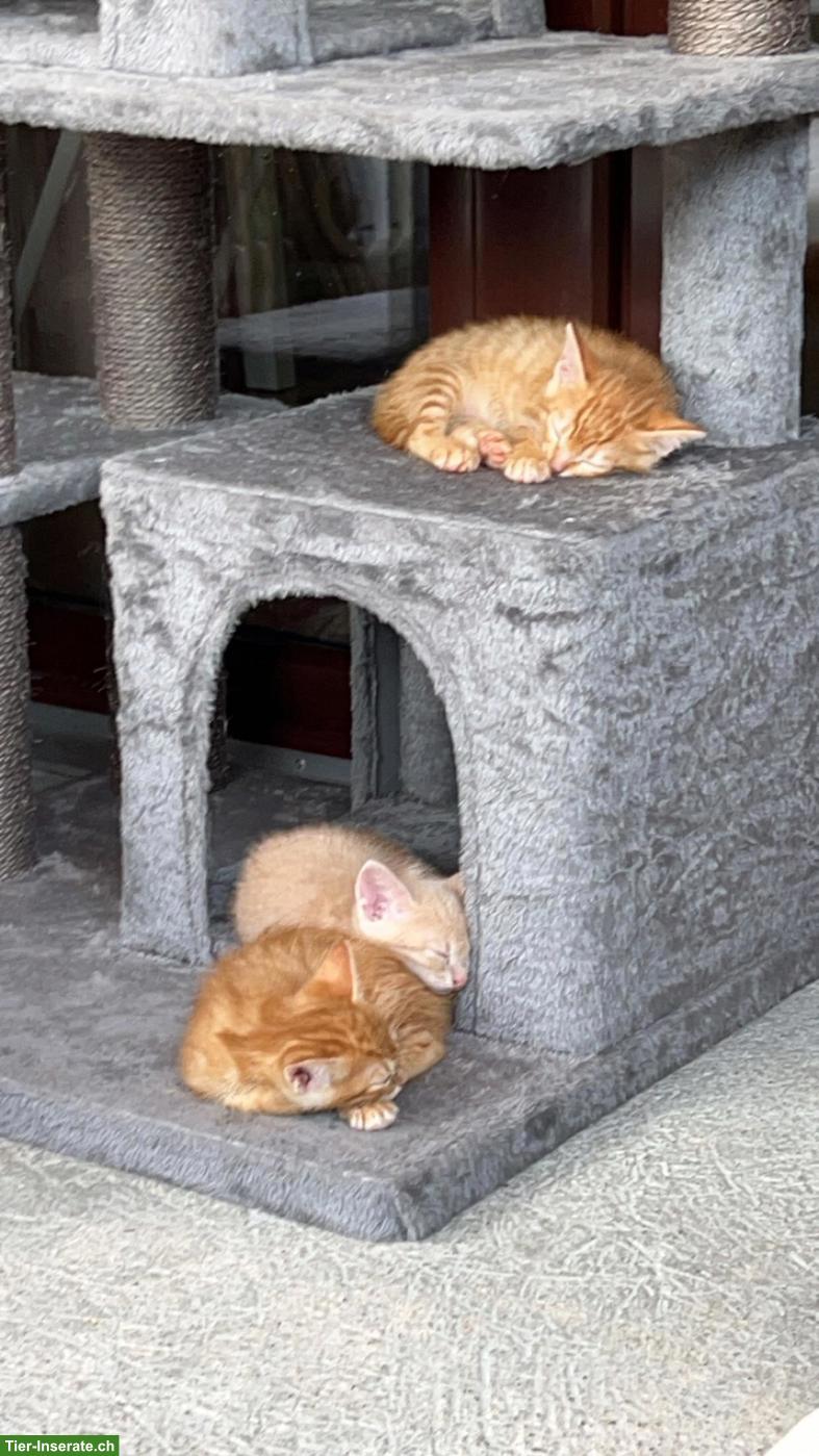 Suche rotes Kurzhaar-Kitten (Kater)