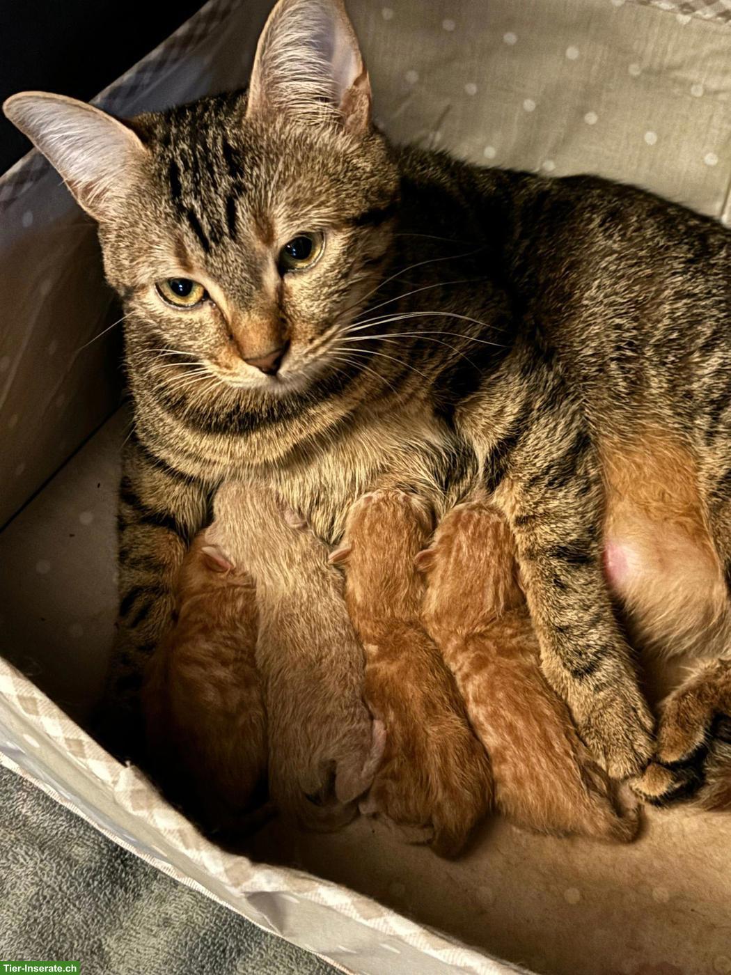 Bild 2: Suche rotes Kurzhaar-Kitten (Kater)