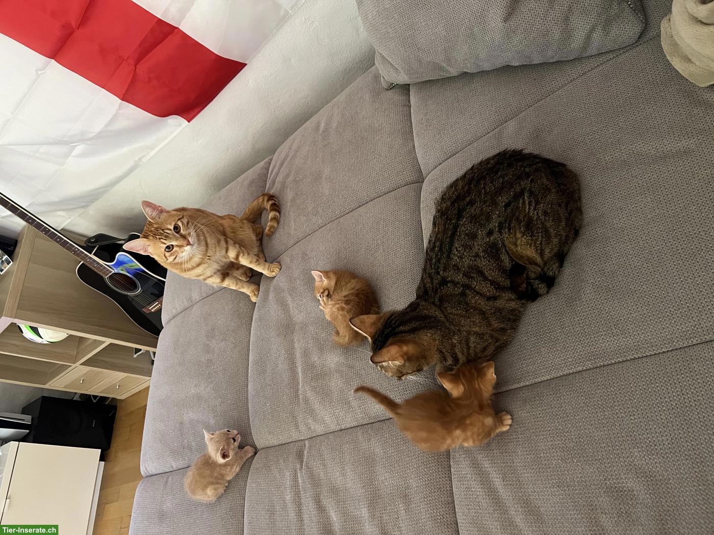 Bild 3: Suche rotes Kurzhaar-Kitten (Kater)