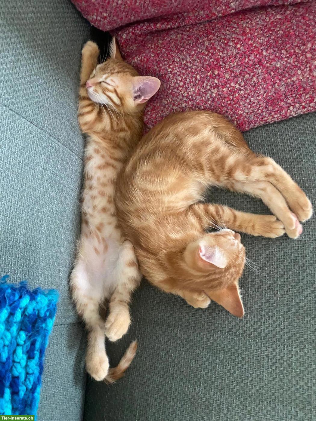 Bild 4: Suche rotes Kurzhaar-Kitten (Kater)