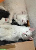 Weisse Main Coon Katzen (1/4 Perser) suchen liebevolles Plätzchen