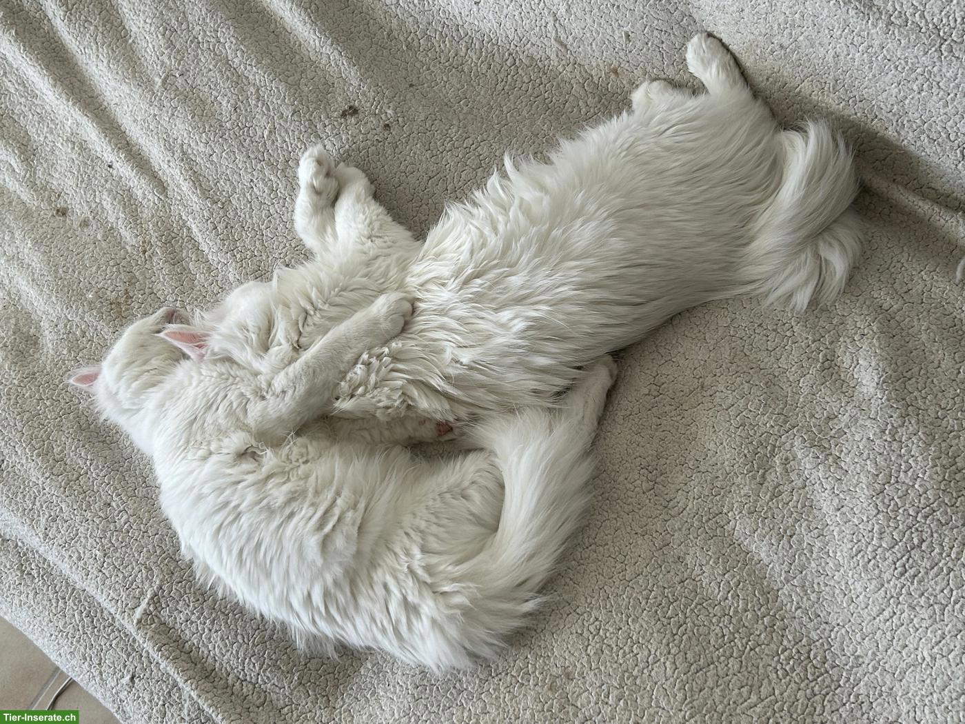 Bild 2: Weisse Main Coon Katzen (1/4 Perser) suchen liebevolles Plätzchen