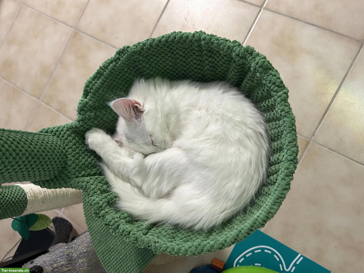 Bild 3: Weisse Main Coon Katzen (1/4 Perser) suchen liebevolles Plätzchen