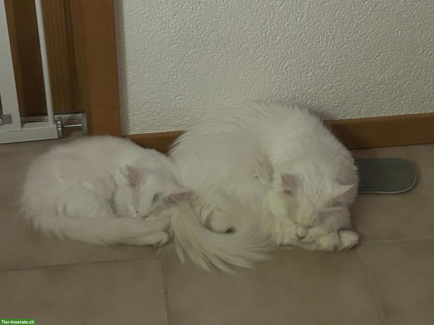 Bild 4: Weisse Main Coon Katzen (1/4 Perser) suchen liebevolles Plätzchen