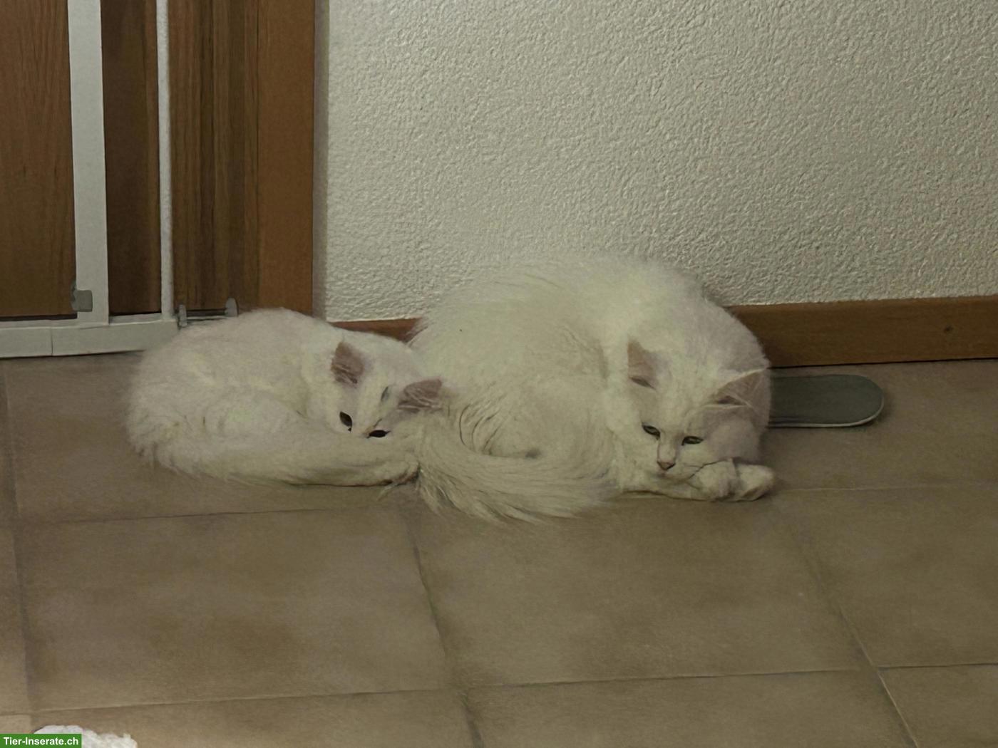 Bild 5: Weisse Main Coon Katzen (1/4 Perser) suchen liebevolles Plätzchen