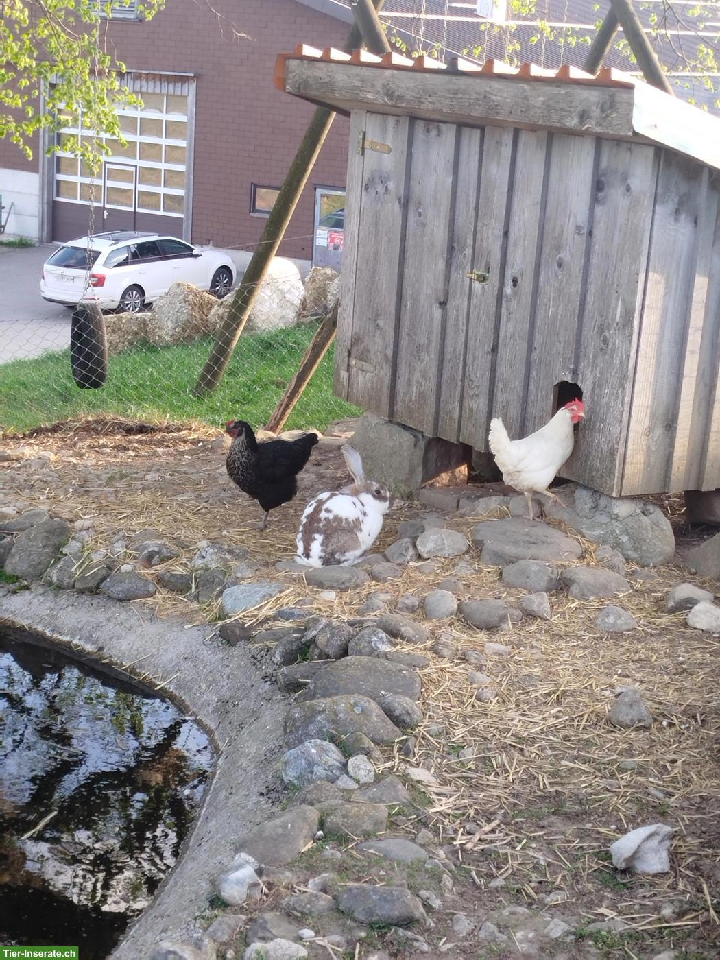 Kaninchen Böcke zu verkaufen