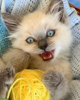 Hübsches Ragdoll Kätzchen, weiblich