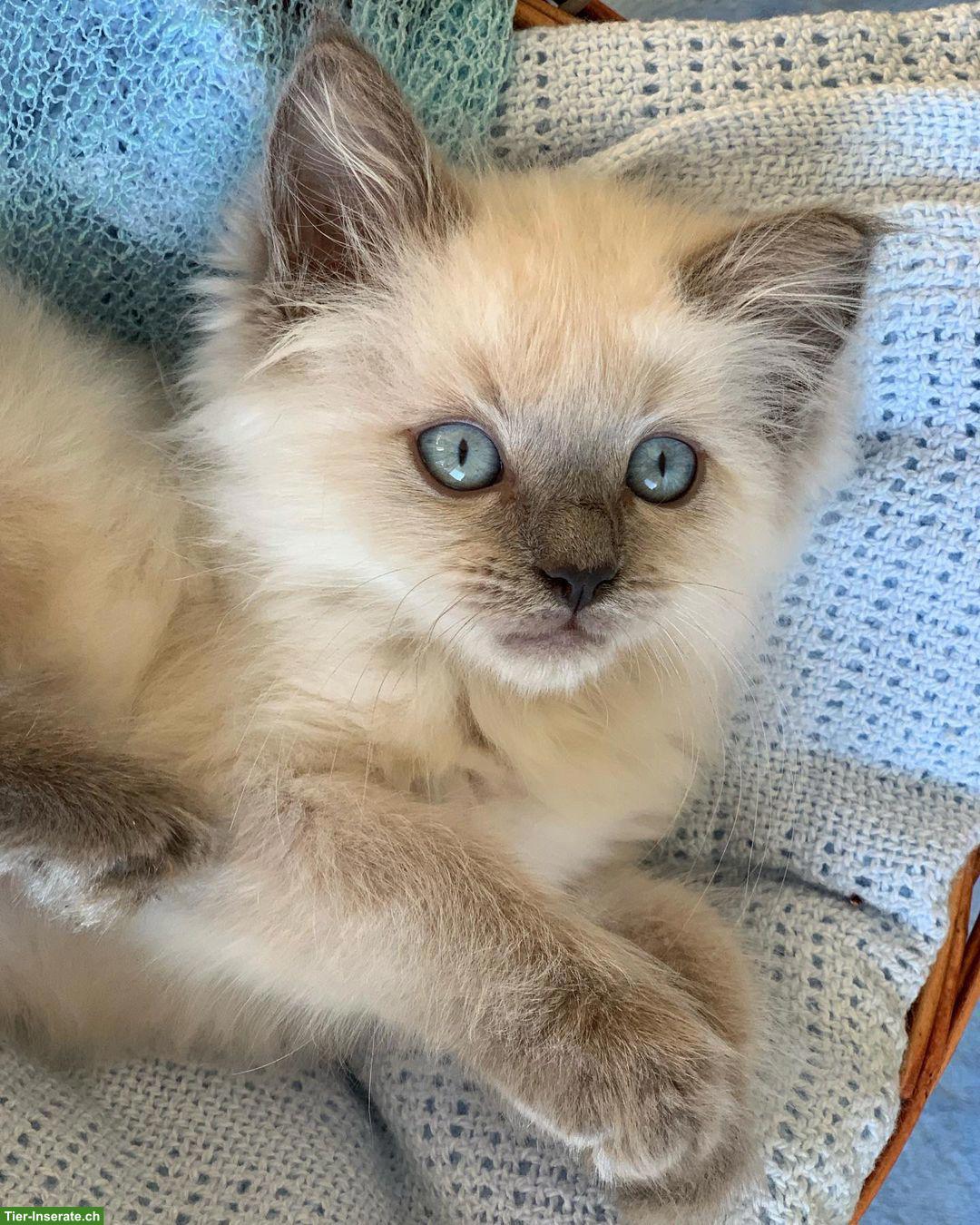 Bild 2: Hübsches Ragdoll Kätzchen, weiblich