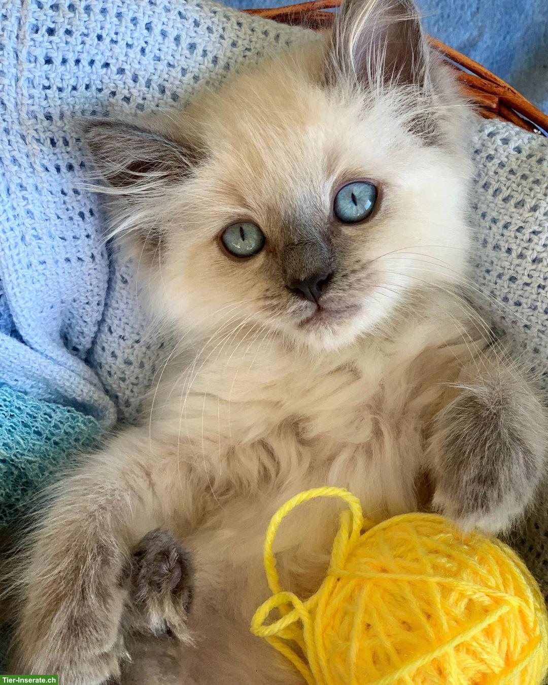 Bild 3: Hübsches Ragdoll Kätzchen, weiblich