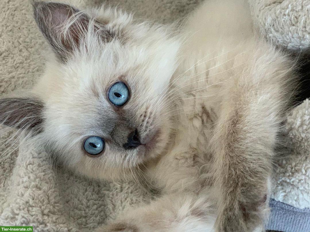 Bild 4: Hübsches Ragdoll Kätzchen, weiblich