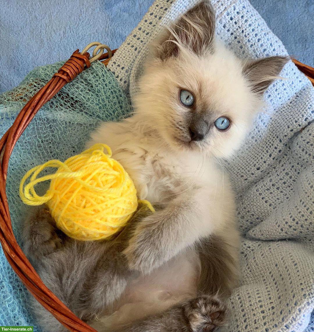 Bild 5: Hübsches Ragdoll Kätzchen, weiblich