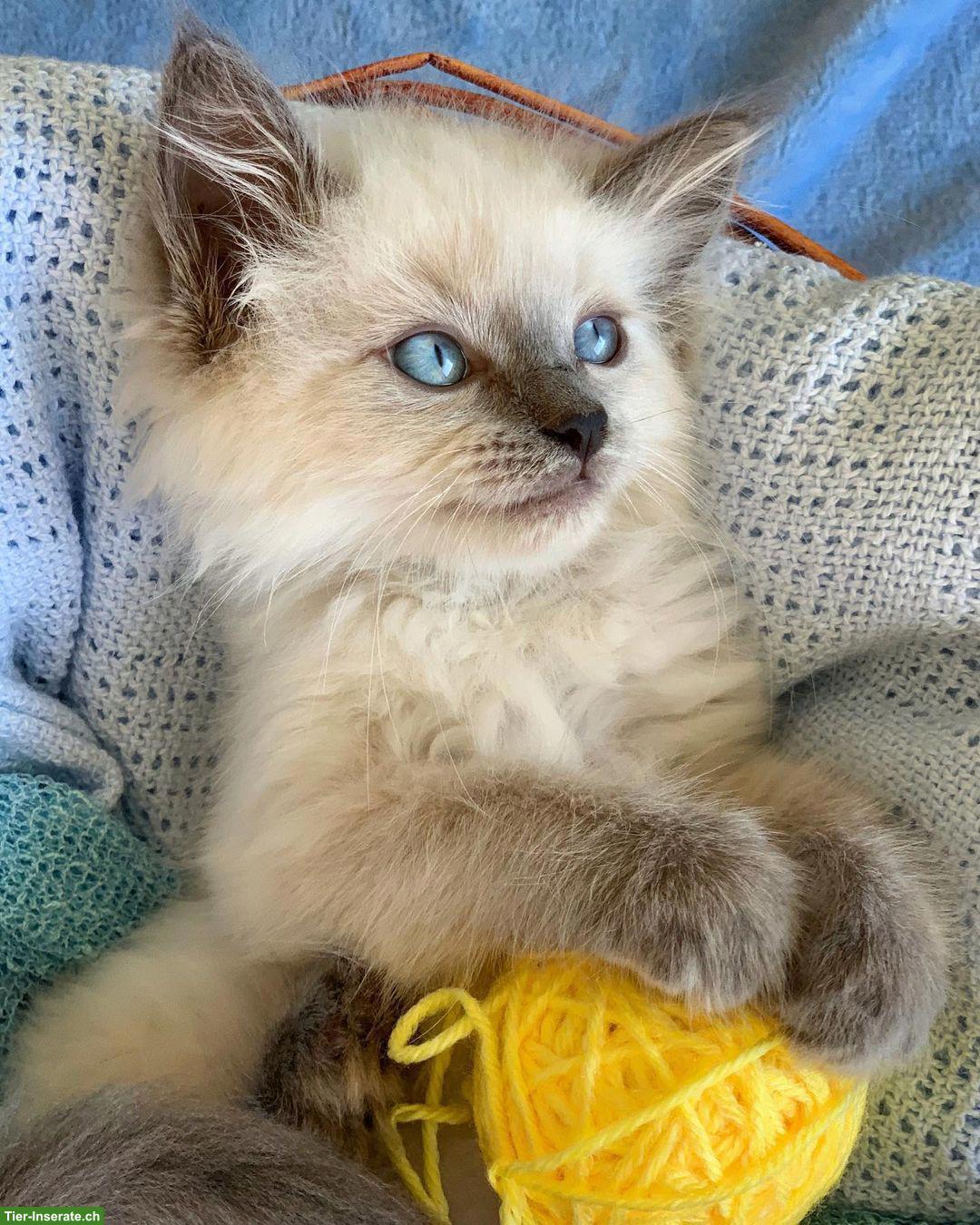 Bild 6: Hübsches Ragdoll Kätzchen, weiblich