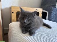 Maine Coon Kitten Black & Blue Smoke mit Stammbaum