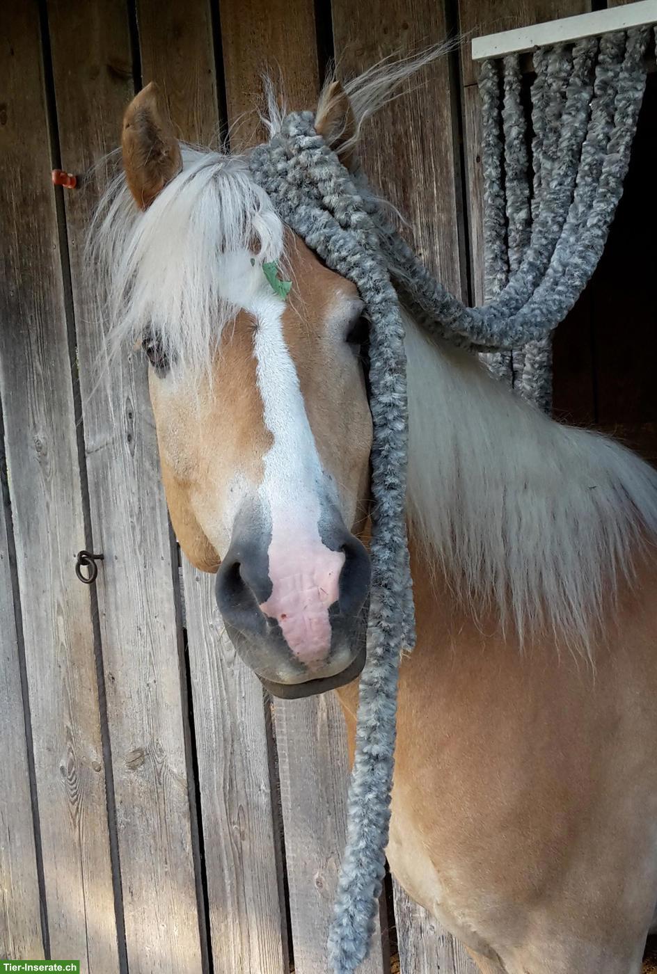 Haflinger Wallach sucht neues Zuhause
