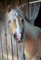 Haflinger Wallach sucht neues Zuhause