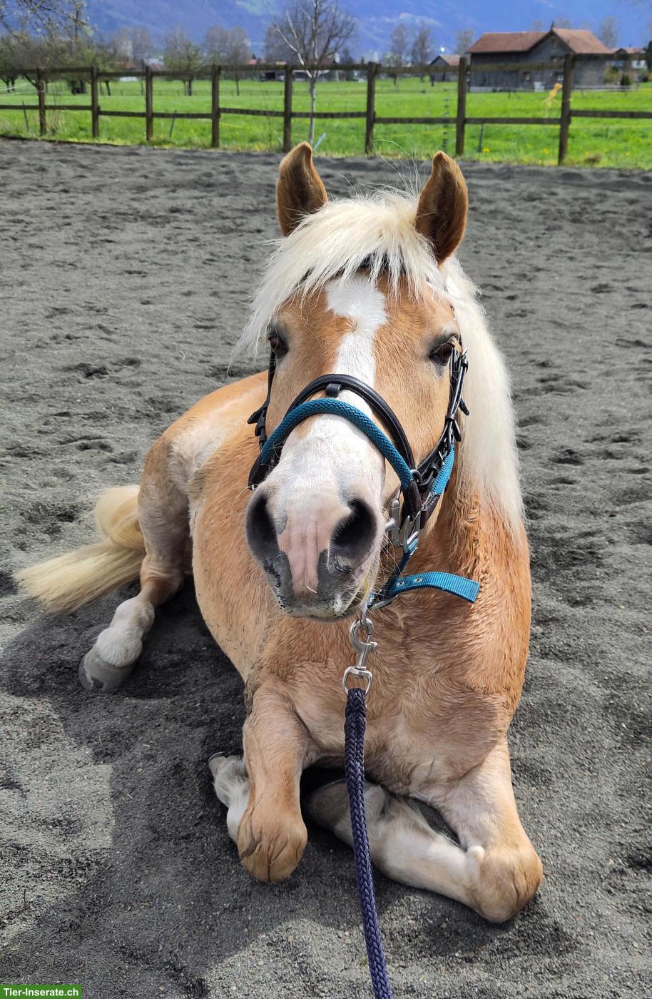 Bild 2: Haflinger Wallach sucht neues Zuhause