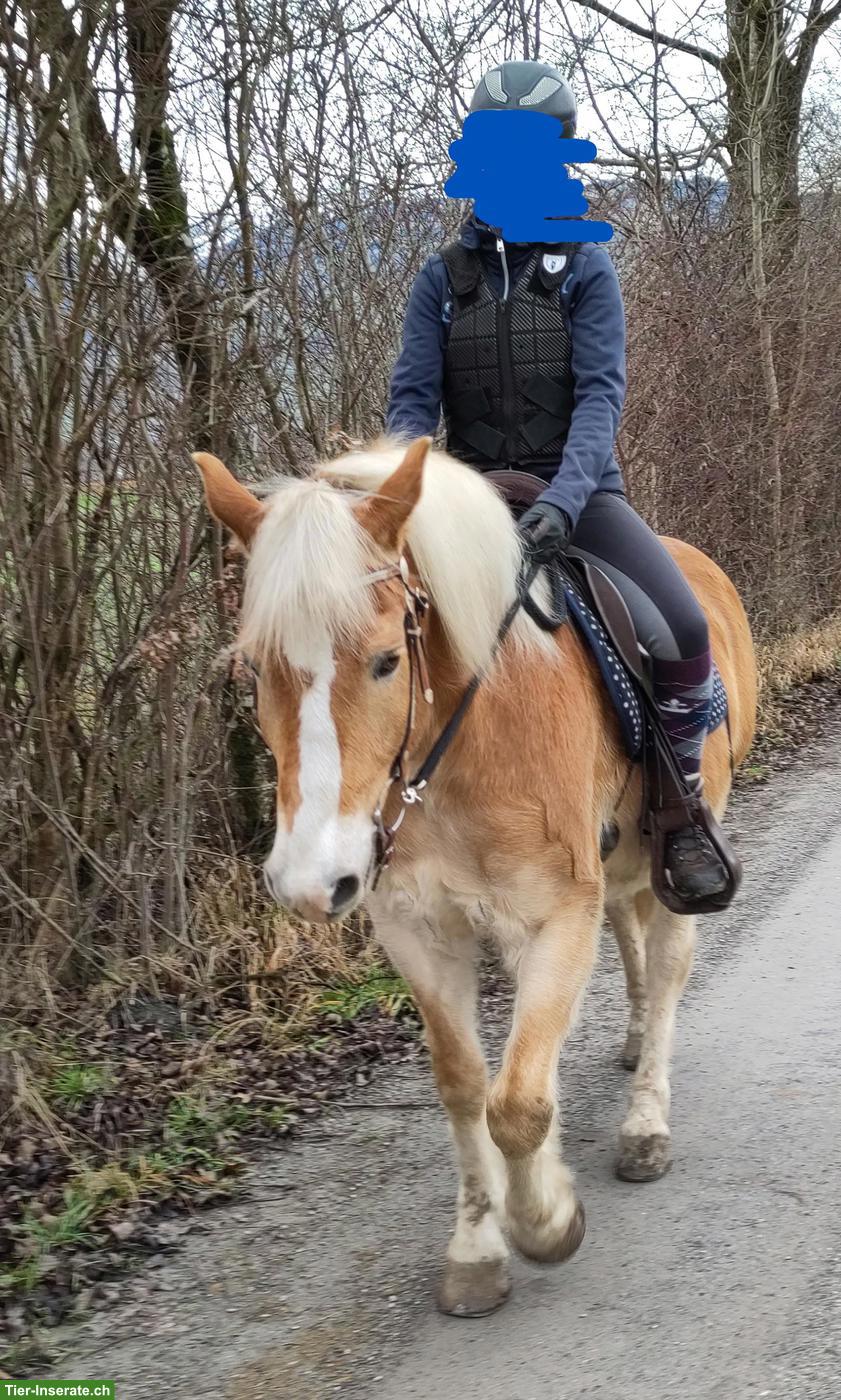 Bild 3: Haflinger Wallach sucht neues Zuhause