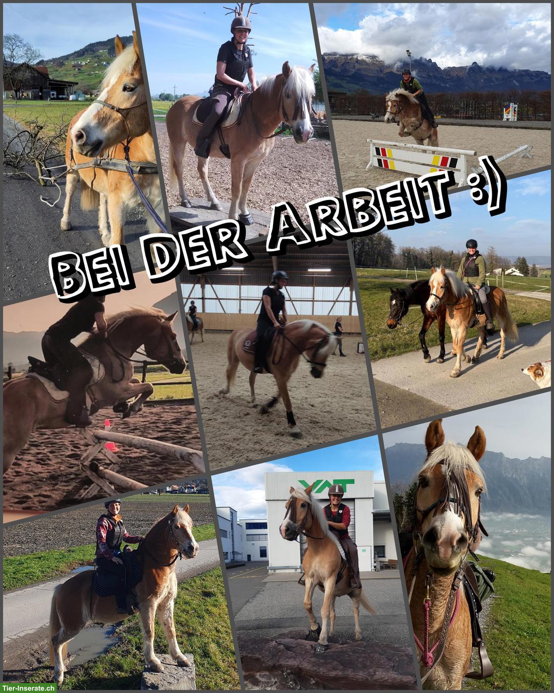 Bild 4: Haflinger Wallach sucht neues Zuhause