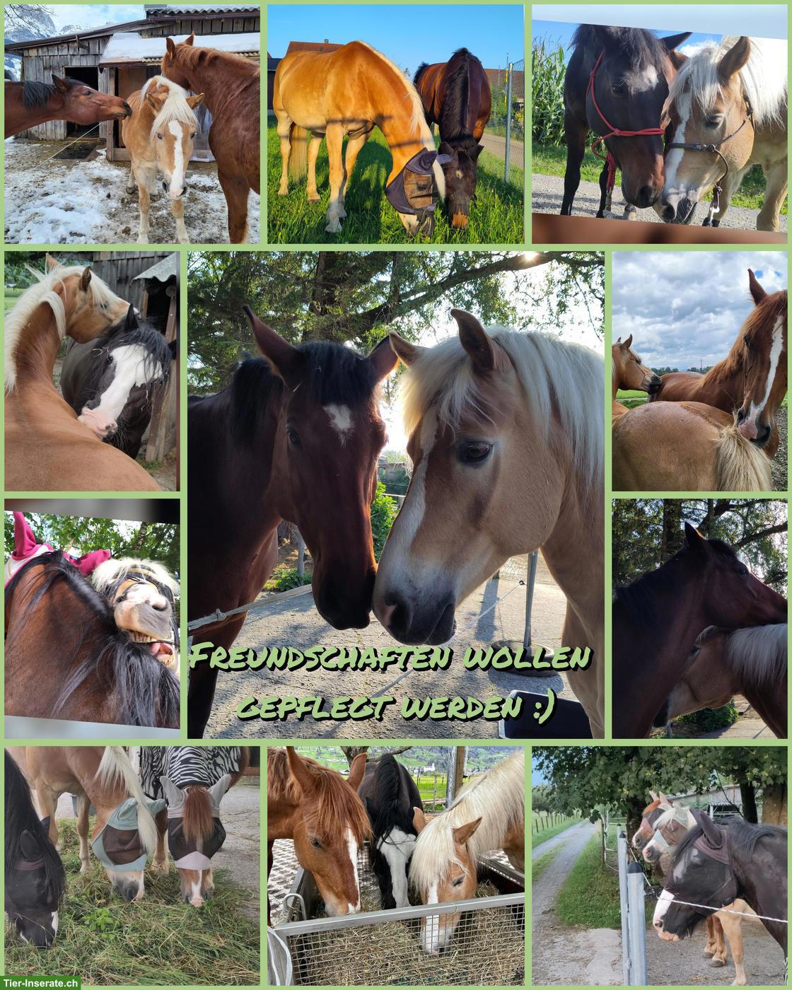 Bild 6: Haflinger Wallach sucht neues Zuhause