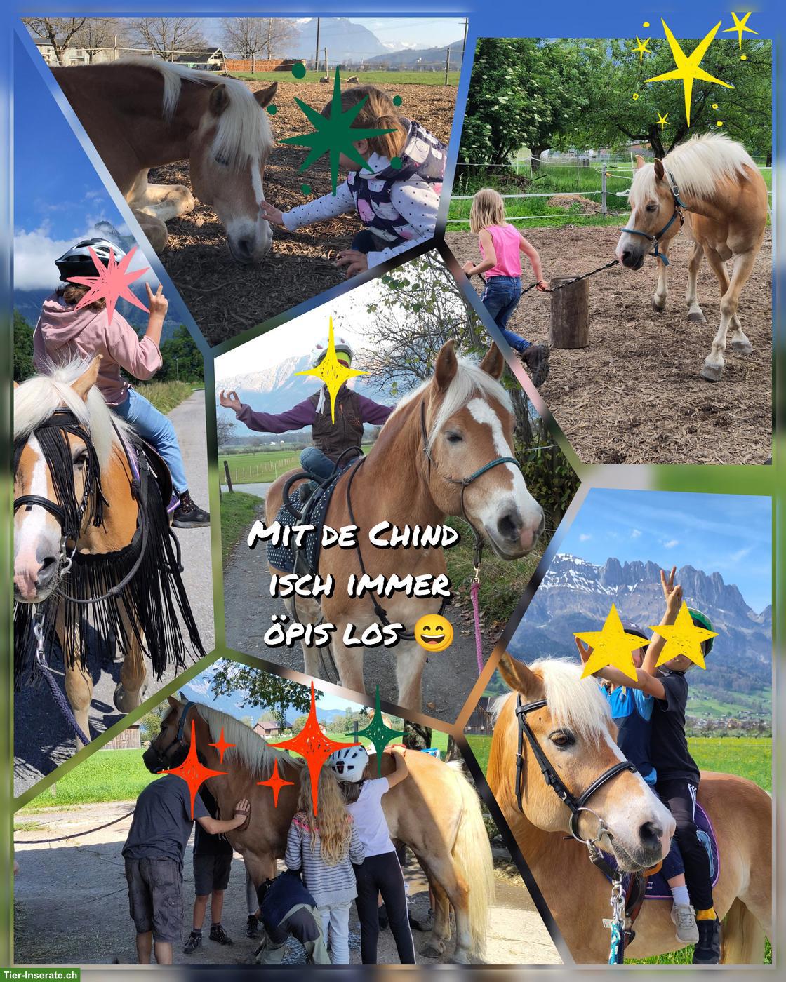 Bild 7: Haflinger Wallach sucht neues Zuhause